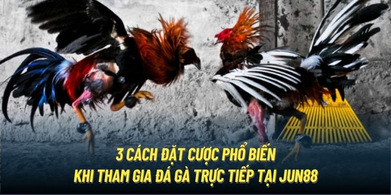 3 cách đặt cược phổ biến khi tham gia đá gà trực tiếp tại Jun88