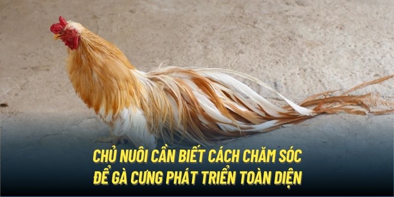 Chủ nuôi cần biết cách chăm sóc để gà cưng phát triển toàn diện