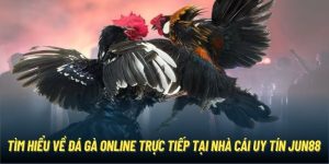 Tìm Hiểu Tổng Quan Đá Gà Online Trực Tiếp Cùng Nhà Cái Jun88