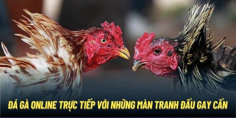 Đá gà online trực tiếp với những màn tranh đấu gay cấn