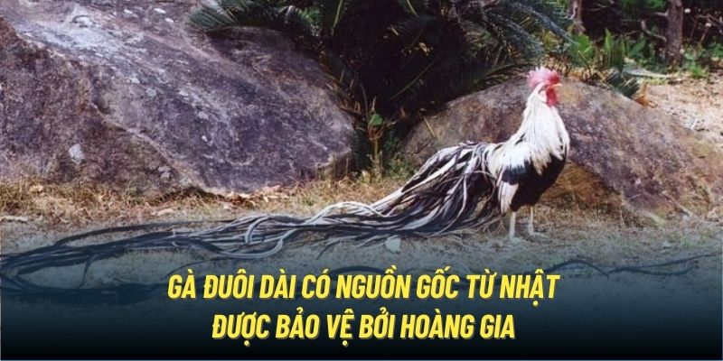 Gà đuôi dài có nguồn gốc từ Nhật được bảo vệ bởi hoàng gia