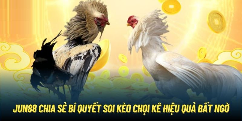 Jun88 chia sẻ bí quyết soi kèo chọi kê hiệu quả bất ngờ